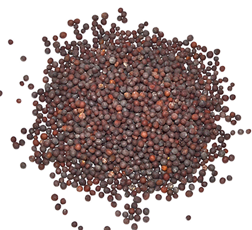 (image for) 1 Lb Brown Mustard Seed - Click Image to Close